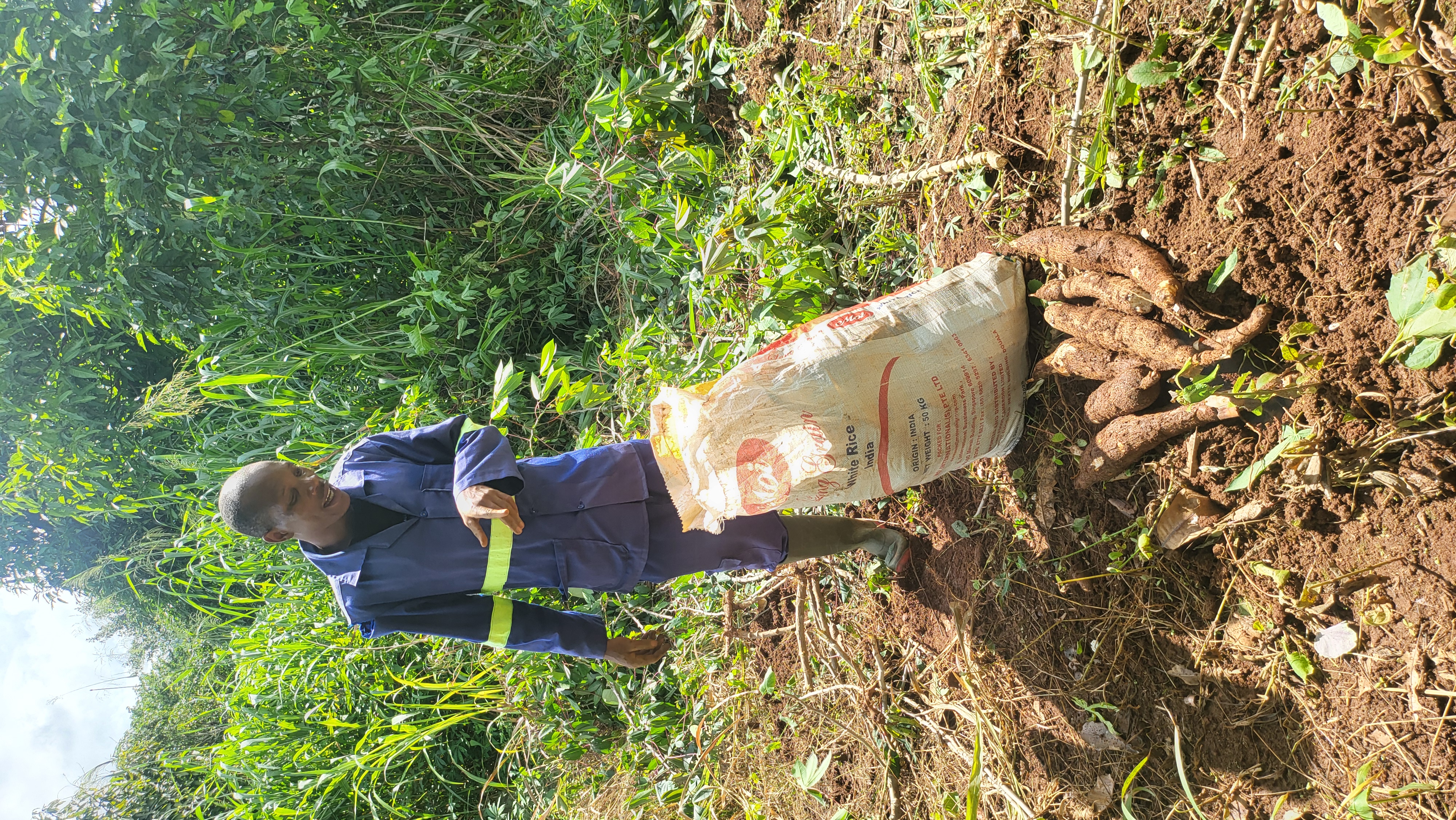 Agriculteur avec sa récolte de manioc