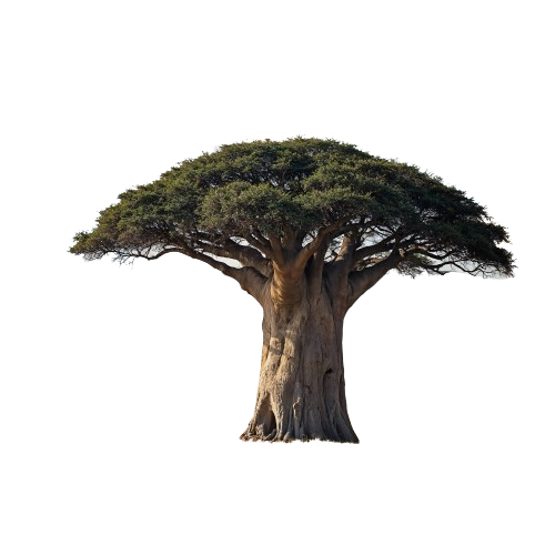 Conservation Forestière