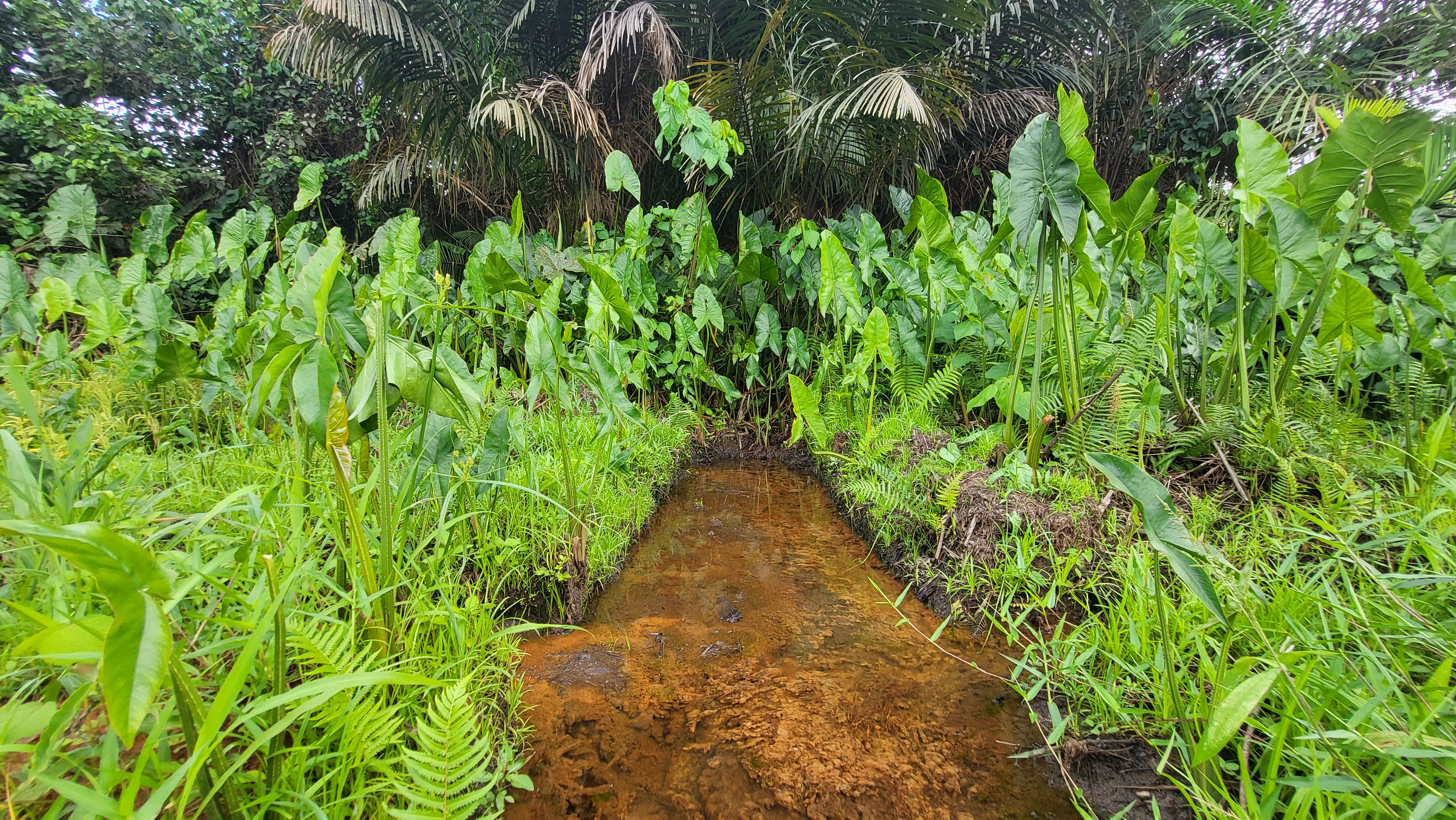 Canal d'irrigation avec taros