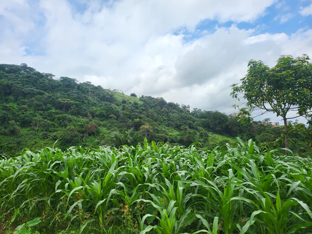 Jeunes plants en pépinière prêts pour la reforestation
