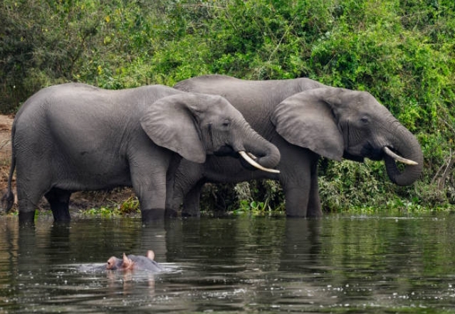 Éléphants de forêt au bord d'une rivière — Bassin du Congo