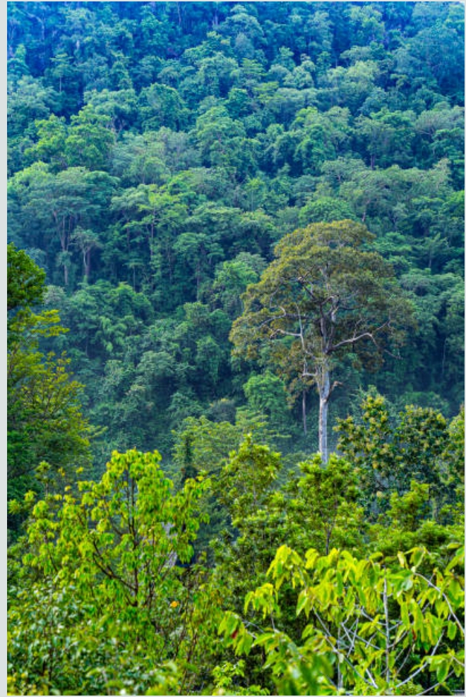 Forêt tropicale primaire du Bassin du Congo — habitat des grands primates