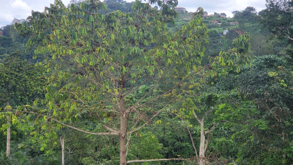 Grand arbre forestier du Bassin du Congo