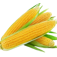 Agroforesterie