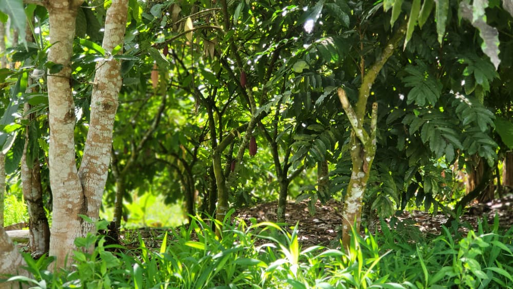 Plantation de jeunes cacaoyers