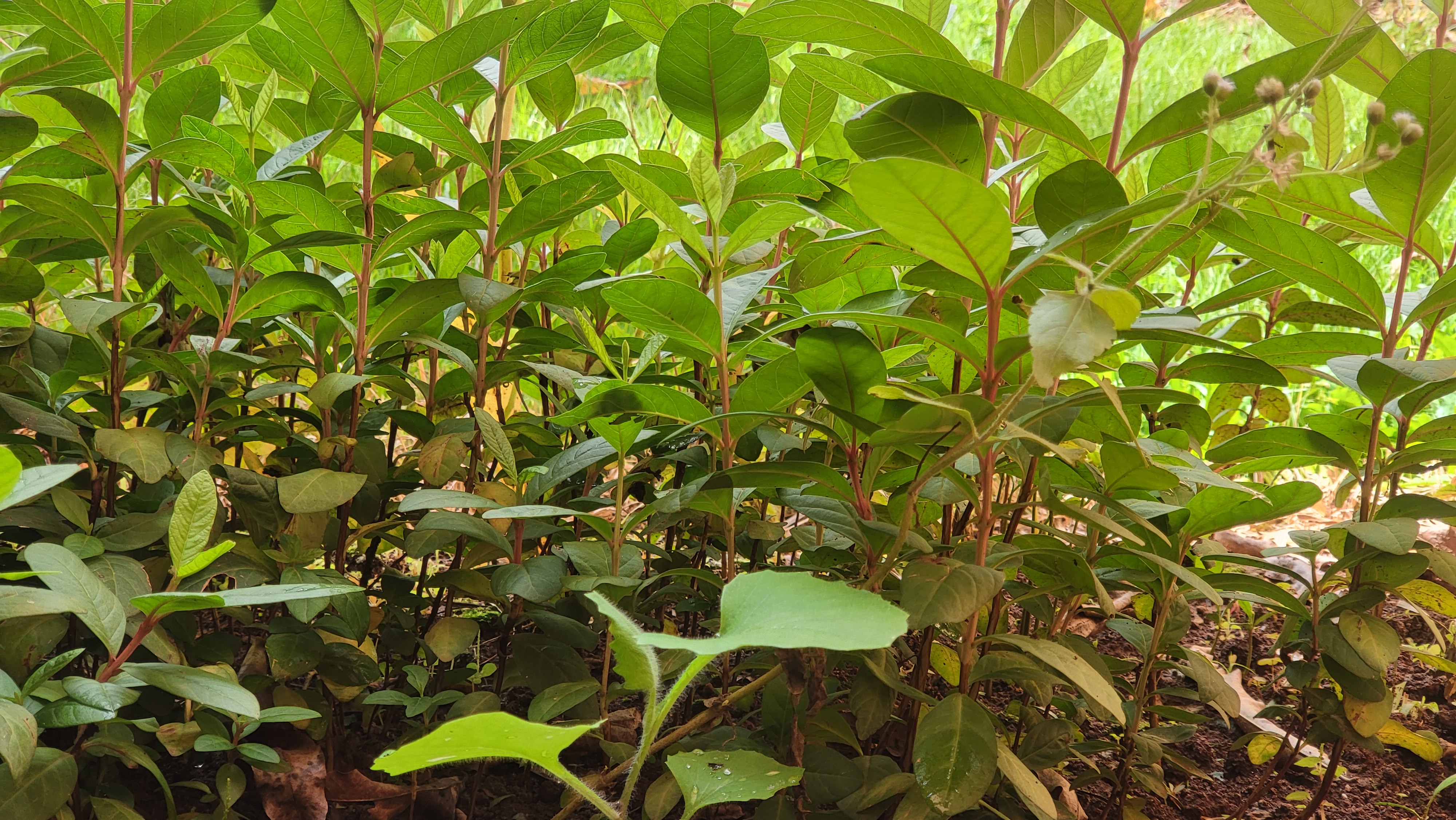 Jeunes plants en pépinière — goyaviers