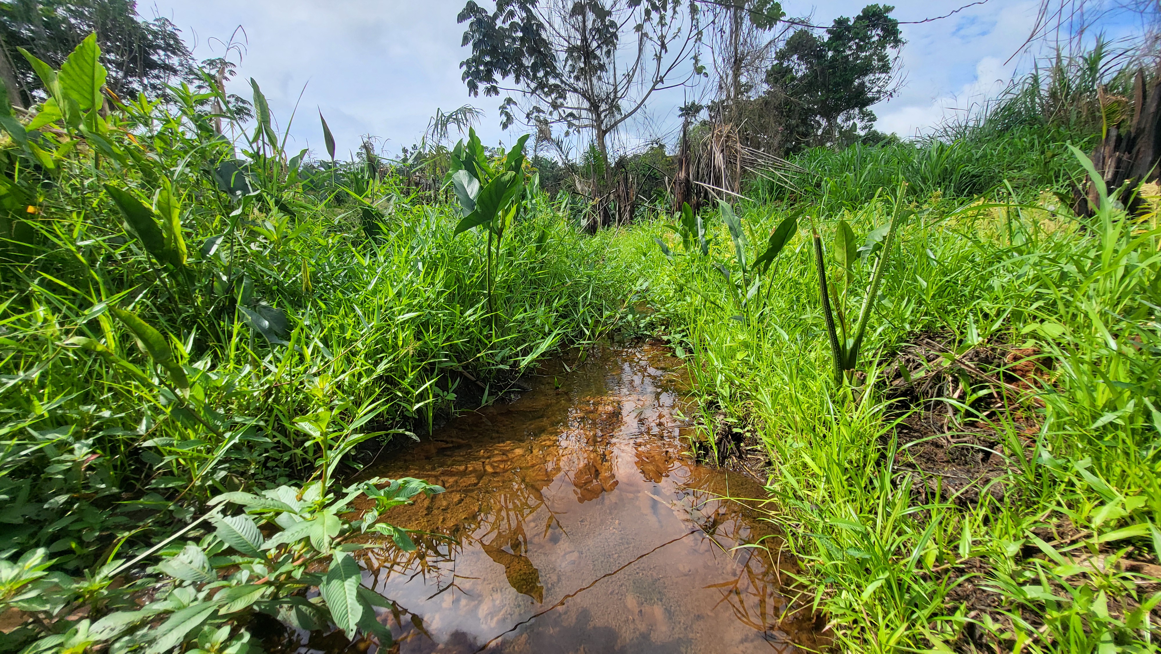 Ruisseau traversant une zone agricole